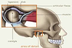 Parts of the TMJ