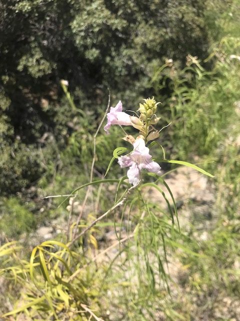 desert wildflower Red Rock Canyon